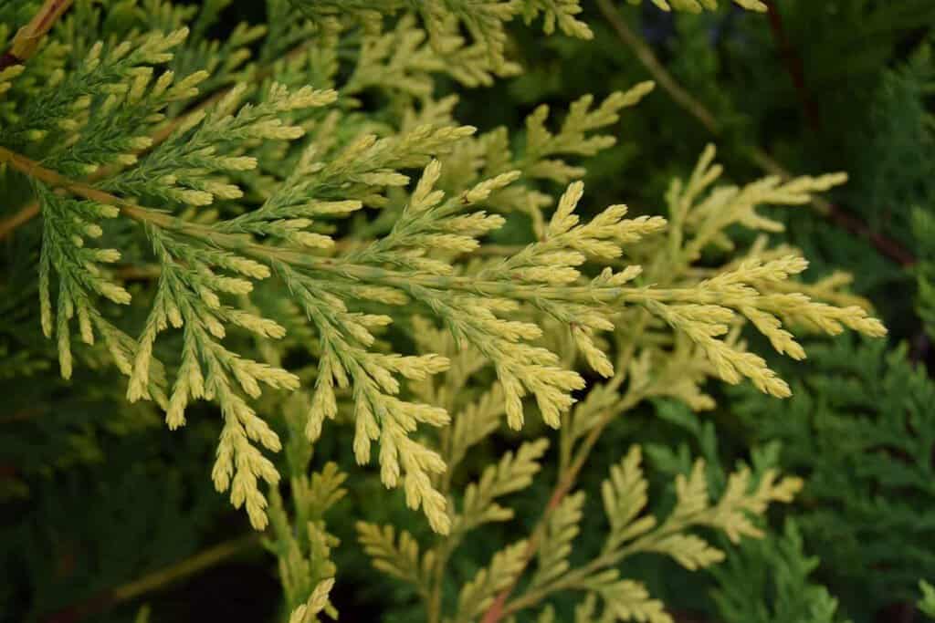 x Cuprocyparis leylandii 'Castlewellan' <span class="hidden specialOffer"></span> 175-200 cm